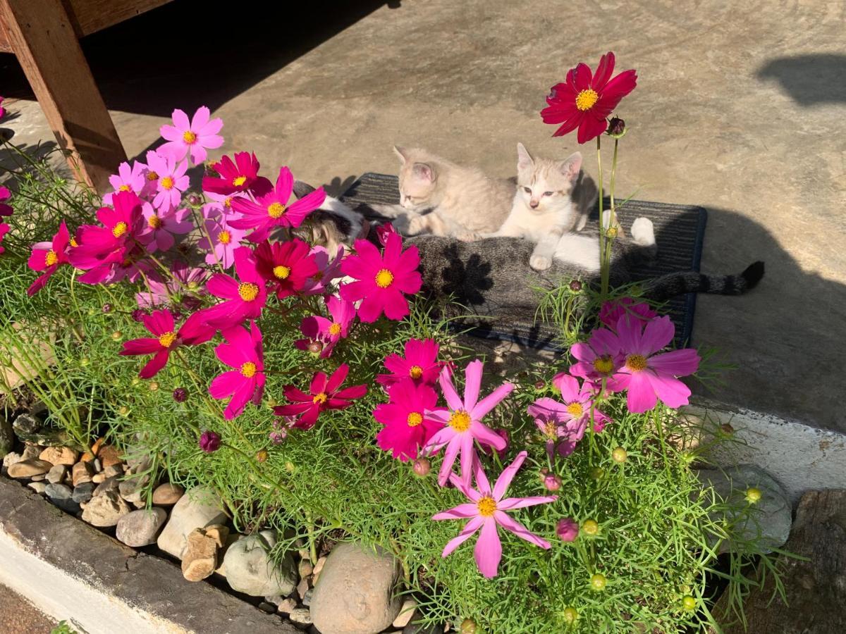 Hongkhao Village Чиангмай Екстериор снимка