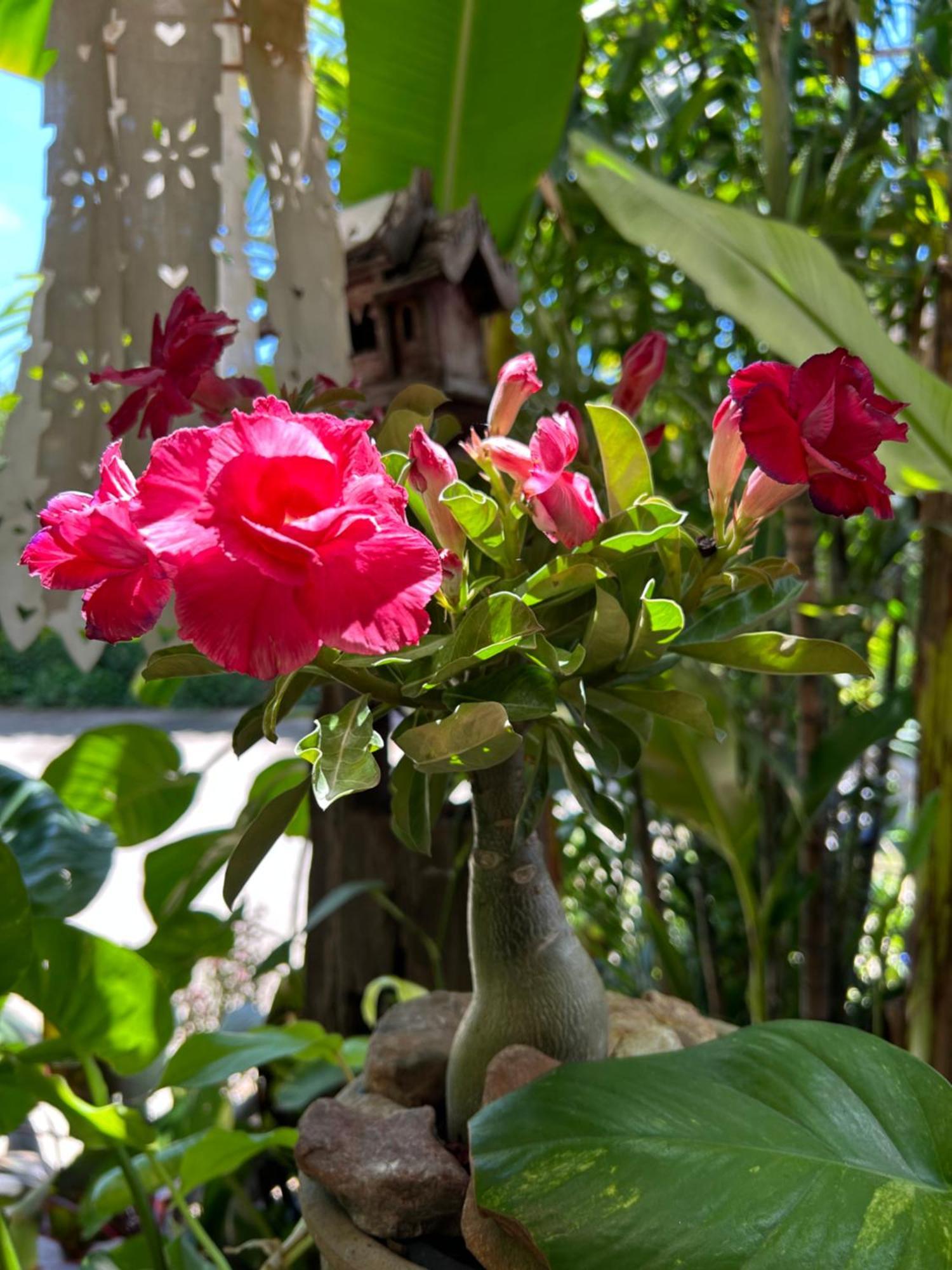 Hongkhao Village Чиангмай Екстериор снимка